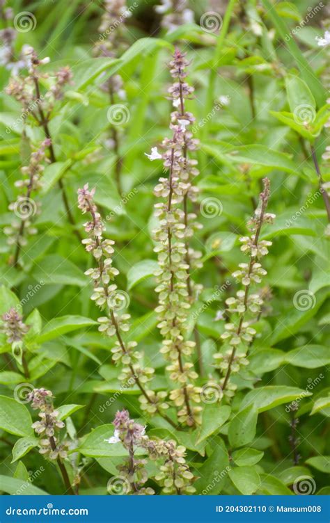 Ocimum Basilicum Plant In Nature Garden Stock Photo Image Of Organic