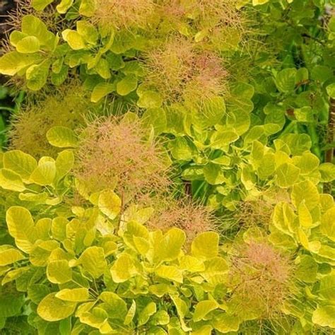 Golden Spirit Smokebush Cotinus Coggygria Ancot 3 Etsy