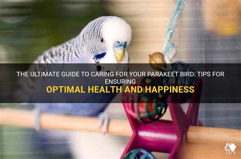 The Ultimate Guide To Caring For Your Parakeet Bird Tips For Ensuring