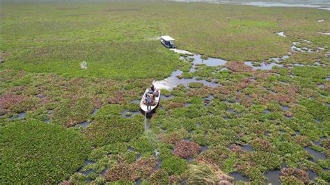 Hasta La Vista Lirio Lancheros Y Drones Fumigar N Laguna De Yuriria