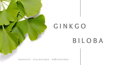 Ginkgo Biloba Bienfaits Utilisations Et Pr Cautions Yamaniya