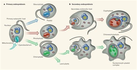 With The Help Of A Diagram Distinguish Between Primary Endosymbiosis ...