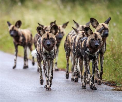 Comment Fonctionne Une Meute De Chiens