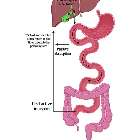 Bile acid receptors and physiological functions. | Download Scientific Diagram