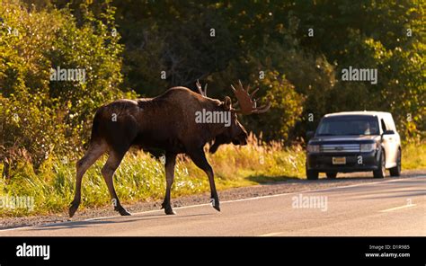 Alaska Moose Photos High Resolution Stock Photography And Images Alamy