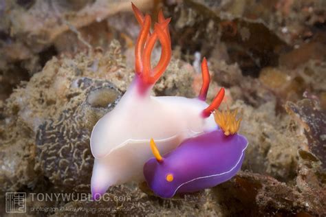 Mating Hypselodoris Bullocki Nudibranchs In Lembeh Strait Tony Wu