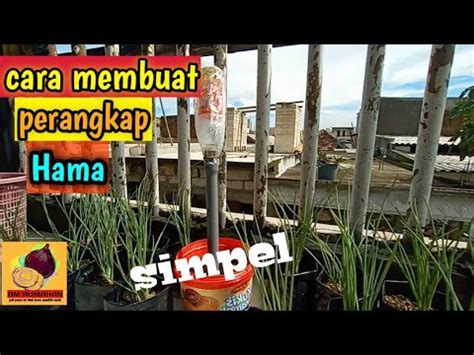 Perangkap Hama Bawang Merah Rumahan Youtube