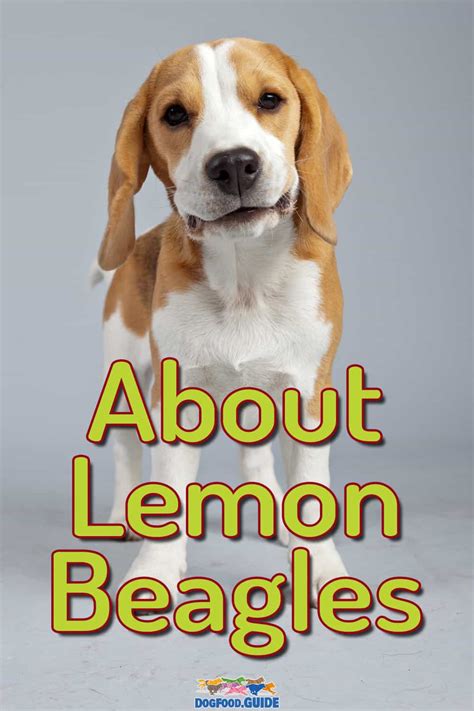 The Lemon Beagle: 6 Amazing Facts About the Lemon-Colored Dog