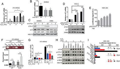 Figure 4 From Cystine Glutamate Antiporter XCT SLC7A11 Facilitates