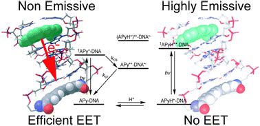 Excess Electron Transfer Dynamics In DNA Hairpins Conjugated With N N