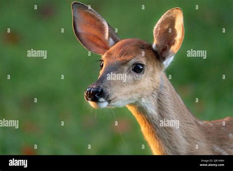 Doe And Fawn White Tailed Deer Hi Res Stock Photography And Images Alamy