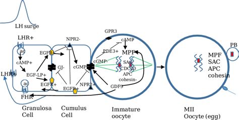 Human Model Of LH Regulation Of Oocyte Meiotic Maturation The LH