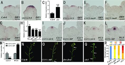 MP Mediated Auxin Signaling Controls Plant Shoot Stem Cell Homeostasis