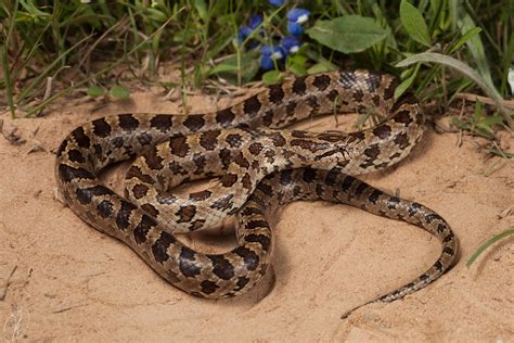 Lampropeltis Calligaster Calligaster Prairie Kingsnake Flickr