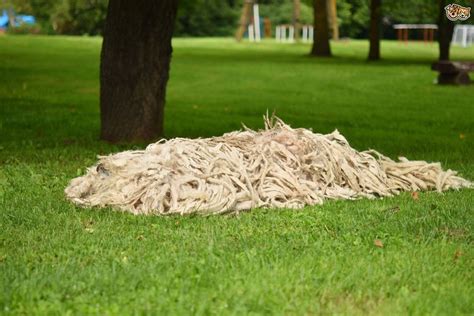 FrstHand | The Hungarian sheepdog - Komondor