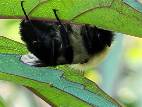 Four - Today I caught this Bumblebee taking a nap under a scarlet
