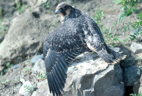 Free picture: peregrine, falcon, juvenile, young, bird