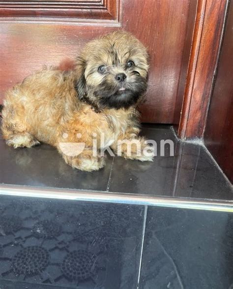 Shihtzu Puppies For Sale In Panadura Ikman