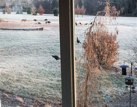 5 Steps To Attract Wild Turkeys To Your Yard Frank Magazine