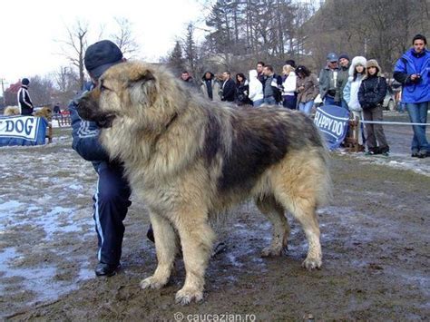 Russian Prison Dogs - Trained To Kill - GreatGameIndia