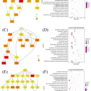 Co Expression Network Of Differentially Expressed Lncrnas Delncrnas