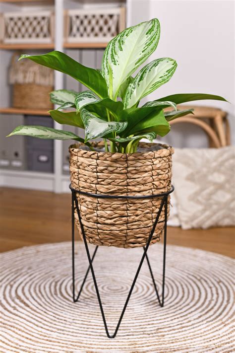 Indoor Plants For Low Light Levels | Shelly Lighting