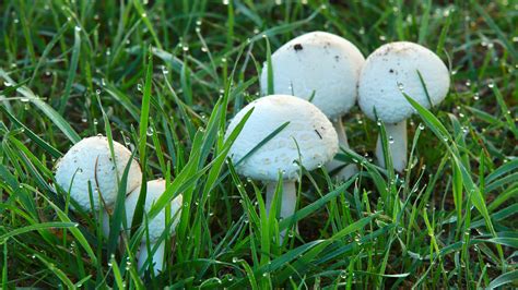 7 Ways To Get Rid Of Mushrooms In Your Yard Tom S Guide