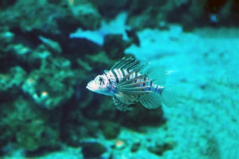 Ikan Singa Tropis Eksotis Di Akuarium Foto Stok Unduh Gambar Sekarang