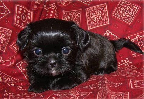 Cute Dogs Black Shih Tzu Dogs