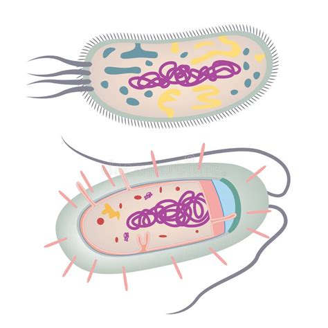 The Structure of the Bacteria. Single-celled Organism Stock Vector - Illustration of element ...