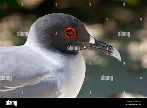 Galapagos Lava Gull, Genovesa Island, Galapagos Islands, Ecuador Stock Photo - Alamy