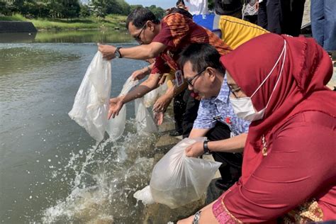 Jaga Ekosistem Sungai Dinas Perikanan Kota Semarang Tebar 52 500 Benih