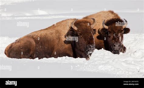 North American Bison, Yellowstone in winter, USA Stock Photo - Alamy