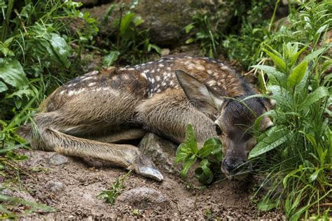 Closeup of a Whitetail Deer Fawn Bedded Down in a Woodland Habitat ...