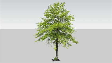 2d Tree 3d Warehouse