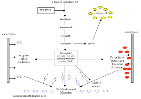 3 The influence of statins and the mevalonate pathway on intimal... | Download Scientific Diagram