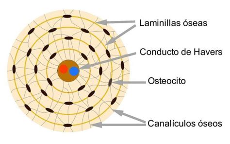 Tejido óseo qué es características estructura formación células óseas