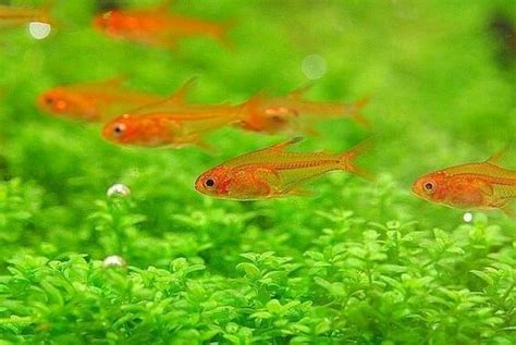 Pin By Joanna Ukowska On Aquascape Aquarium Fish Community Fish