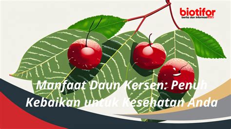 Manfaat Daun Kersen Penuh Kebaikan Untuk Kesehatan Anda Biotifor