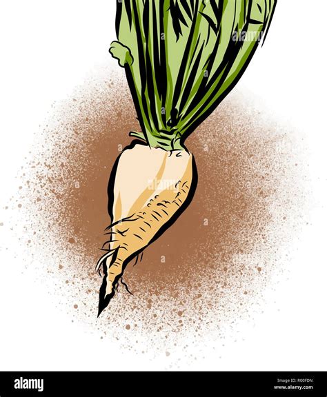 Ilustración dibujada a mano de remolacha azucarera Alimentos dibujo