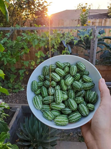 How To Grow Cucamelons Mexican Sour Gherkins Homestead And Chill