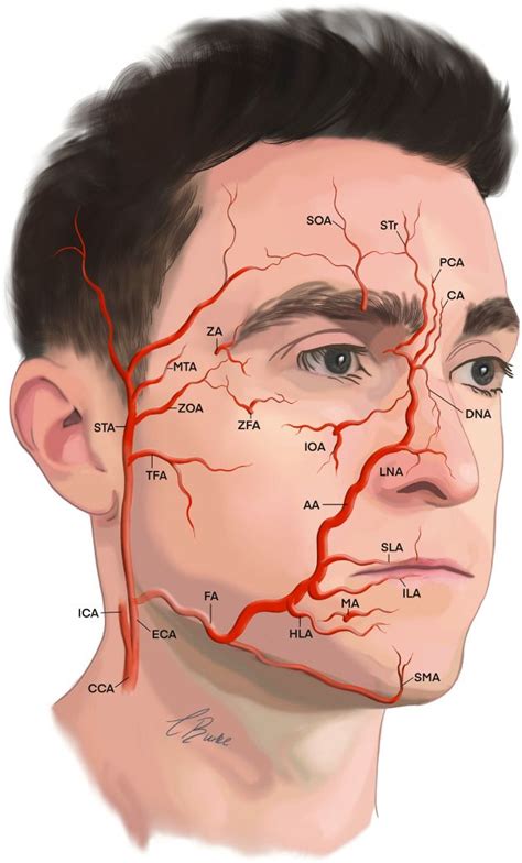 Facial Anatomy Head Anatomy Relleno Facial Facial Fillers Facial