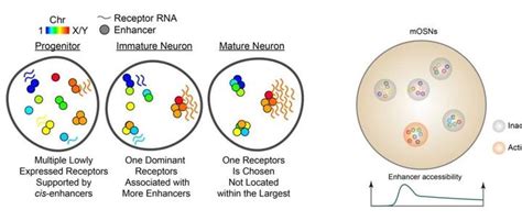 Nat Methods 谢晓亮课题组开发单细胞联合三维基因组和转录组测序技术解析嗅觉受体选择机制 知乎