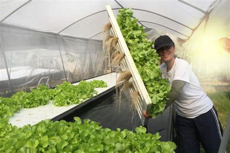 Aquaponics vs Hydroponics: What Is the Difference? - Rural Living Today