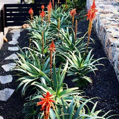 Aloe Arborescens Care Growing The Candelabra Aloe Plant