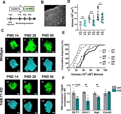 Figures And Data In Astrocyte Morphogenesis Is Dependent On Bdnf