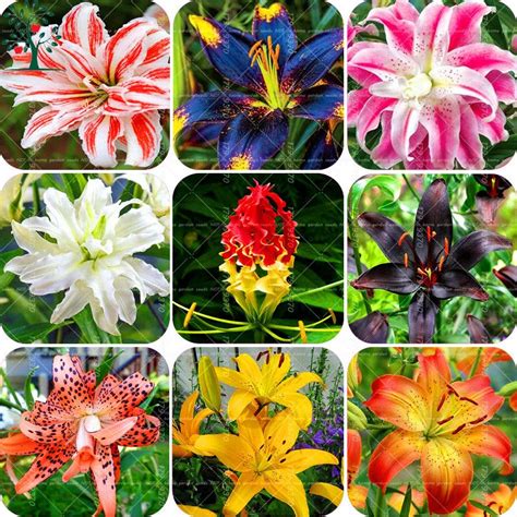 Online Buy Wholesale lily flower bulbs from China lily flower bulbs ...