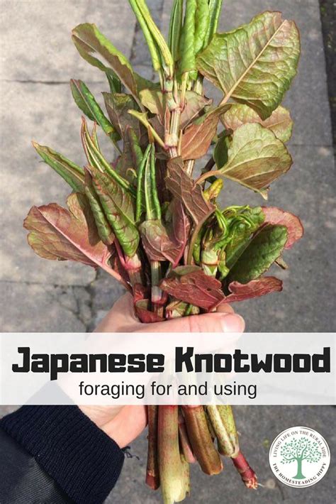 Japanese Knotweed Foraging And Using It