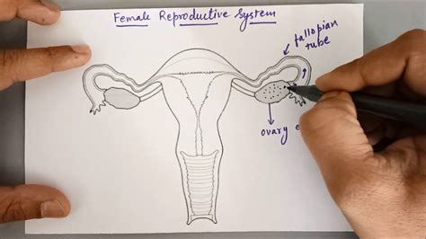 Explain Male And Female Reproductive System With Diagram Rep