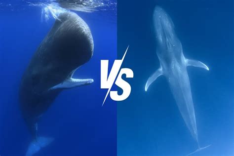 Sperm Whale vs Blue Whale: An In-Depth Comparison – Ocean Action Hub